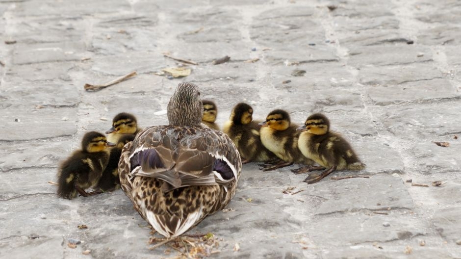 Meivakantie op de peuterspeelgroep